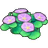 Flores costeras